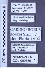 Etiketten zu Cardiophorus rufipes (Goeze, 1777) (NHMW-ZOO-COL-0006801)